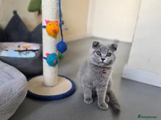 Scottish Fold cats 1girl left🧡 - Advert 16