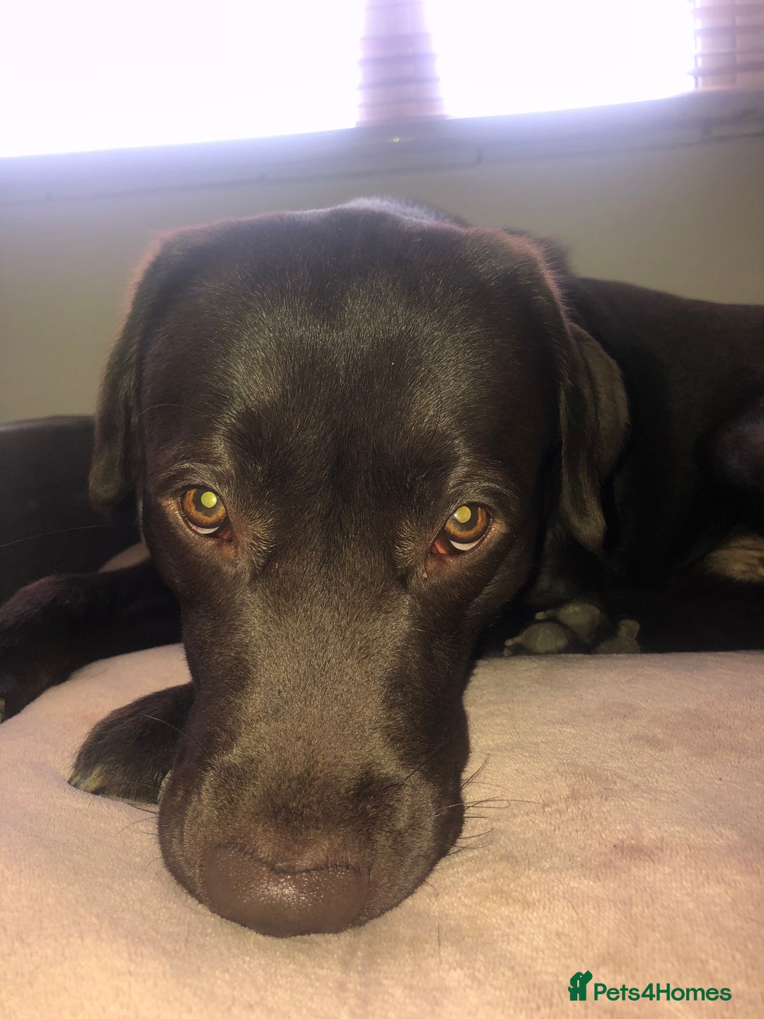 Labrador Retriever dogs for stud: Chocolate Labrador Stud  - Advert 3