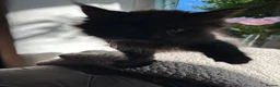 Maine Coon cats for sale: Stunning litter of pure bred Maine Coon kittens - Advert 4