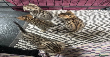 Bengal cats - Advert 5