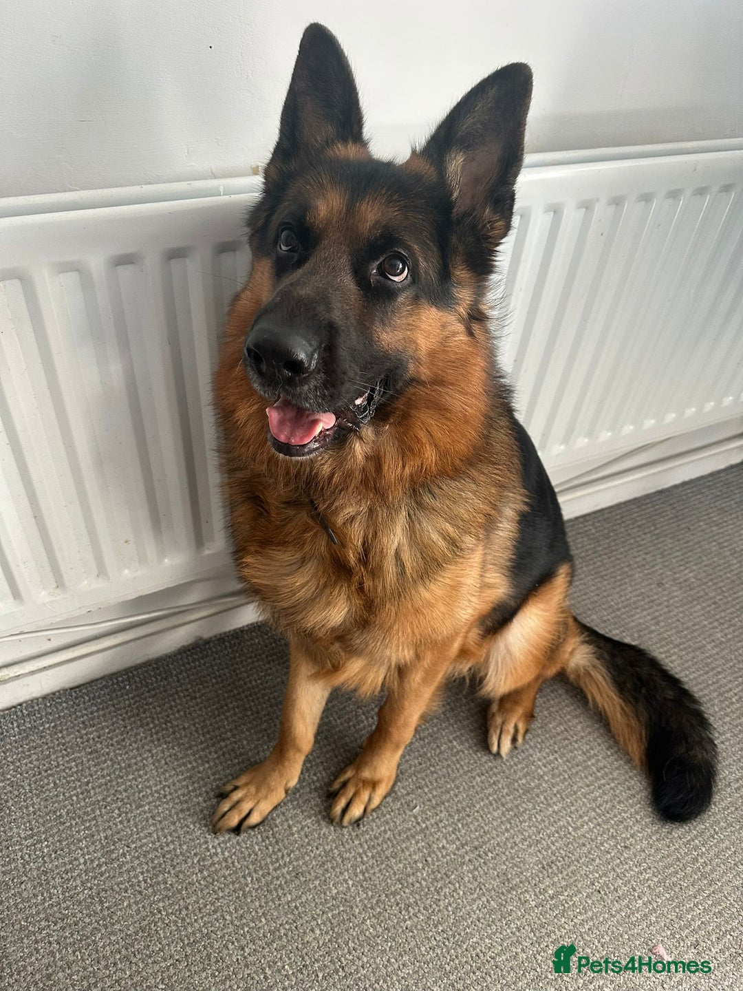 German Shepherd dogs for stud: Proven German Shepherd Stud Available - Image 1