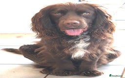 Cocker Spaniel dogs for sale: Cute male dog looking for its forever home - Image 4