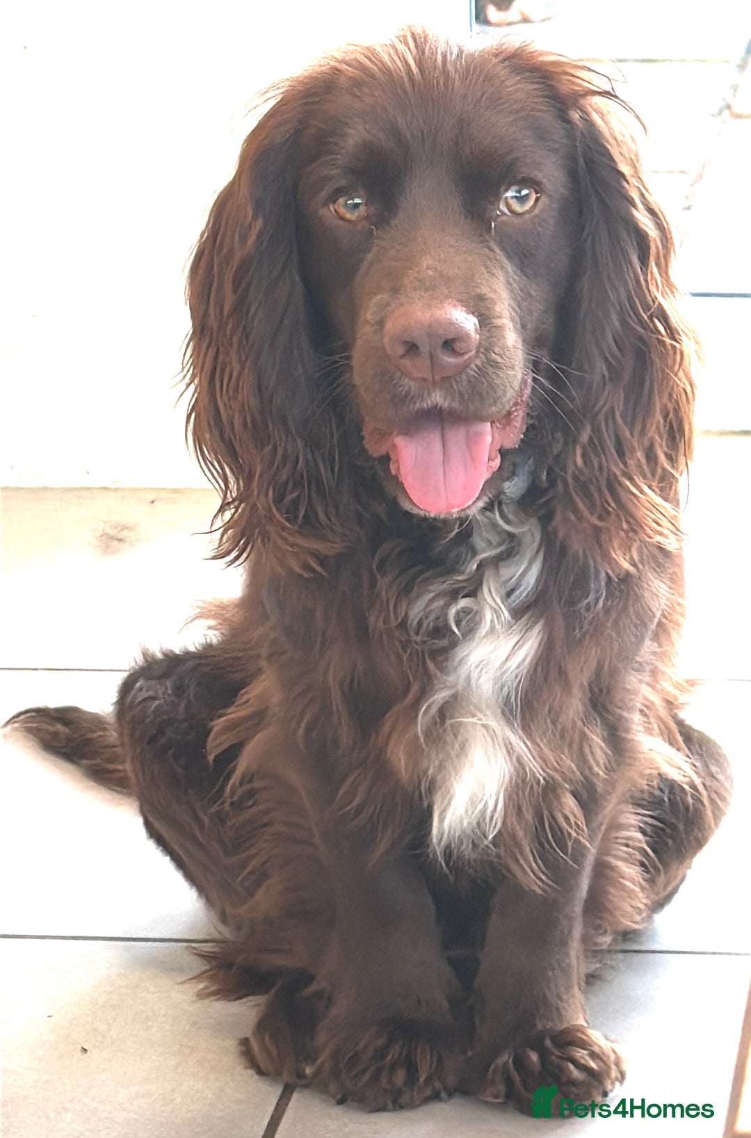 Cocker Spaniel dogs for sale: Cute male dog looking for its forever home - Image 4