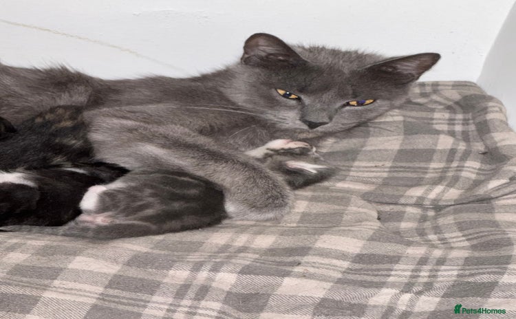 Abyssinian cats - Advert 1