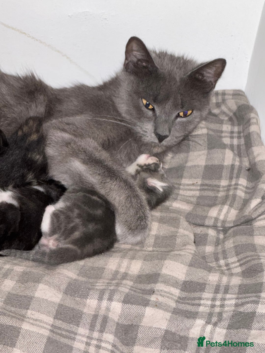 Abyssinian cats for sale: Needs a good home free - Image 1