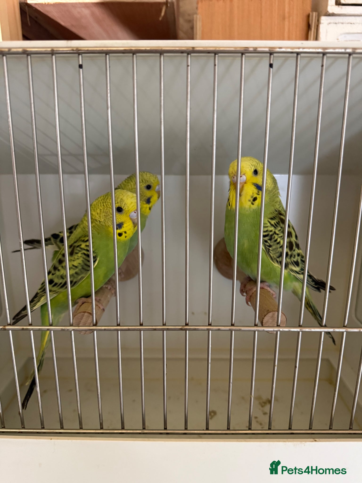 Budgerigars birds Baby budgies for sale - Advert 1