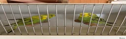 Budgerigars birds for sale: Baby budgies for sale in Bilston - Advert 1
