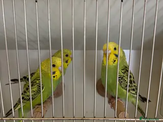 Budgerigars birds Baby budgies for sale - Advert 1