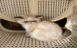 Exotic cats for sale: Outstanding Exotic Persian  - Image 2