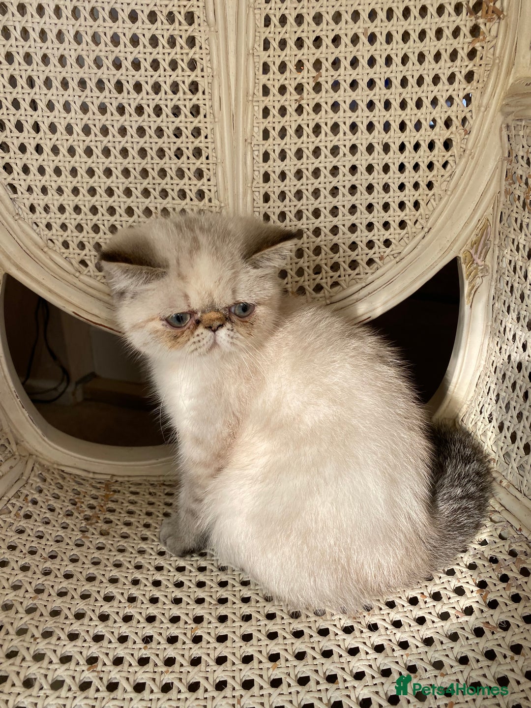 Exotic cats for sale: Outstanding Exotic Persian  - Image 2