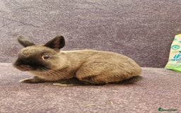 Netherland Dwarf rabbits for sale: Netherland dwarf bunnies for sale - Image 9