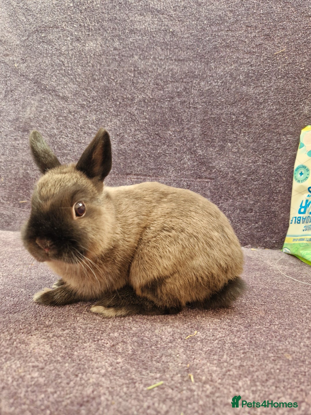 Netherland Dwarf rabbits for sale: Netherland dwarf bunnies for sale - Image 9