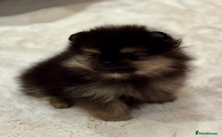 Pomeranian dogs KC Black&Tan Pom puppies ONE PUP LEFT 🤩 🧡🖤 - Advert 2
