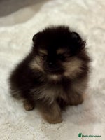 Pomeranian dogs KC Black&Tan Pom puppies supper cute 🤩 🧡🖤 - Advert 7