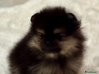Pomeranian dogs KC Black&Tan Pom puppies ONE PUP LEFT 🤩 🧡🖤 - Advert 3