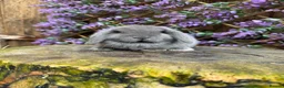 Mini Lop rabbits for sale: Mini lop siblings Ready now  - Advert 21
