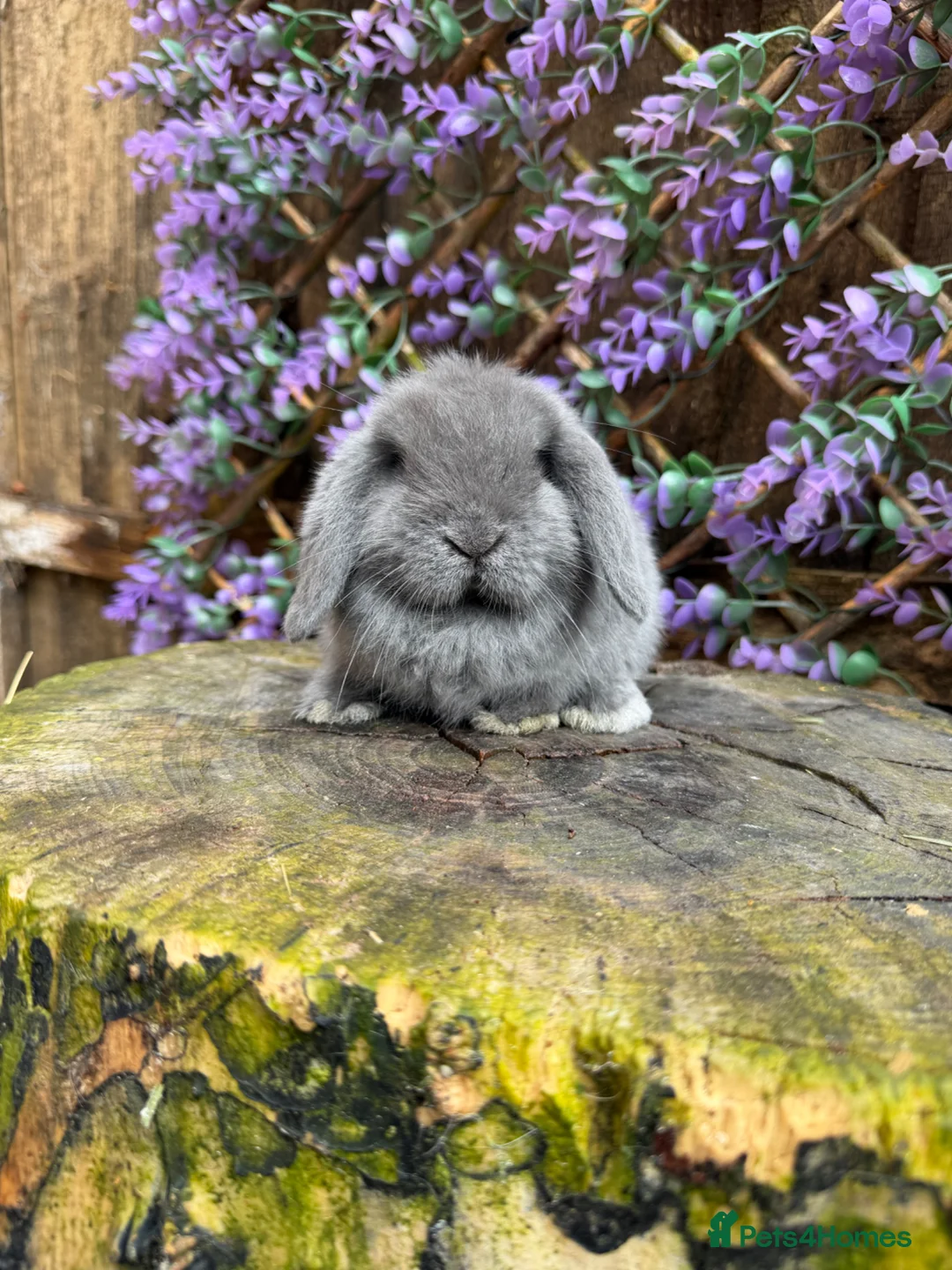 Mini Lop rabbits for sale: Mini lop siblings Ready now  - Advert 21
