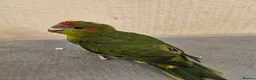 Mixed Breed birds for sale: Tame Kakariki and cockatiel chicks  - Advert 5