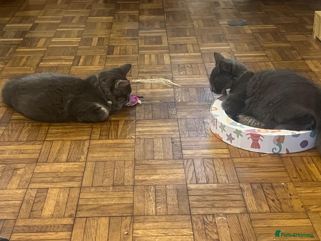 Maine Coon cats for sale: Ragdoll x main coon - Image 4