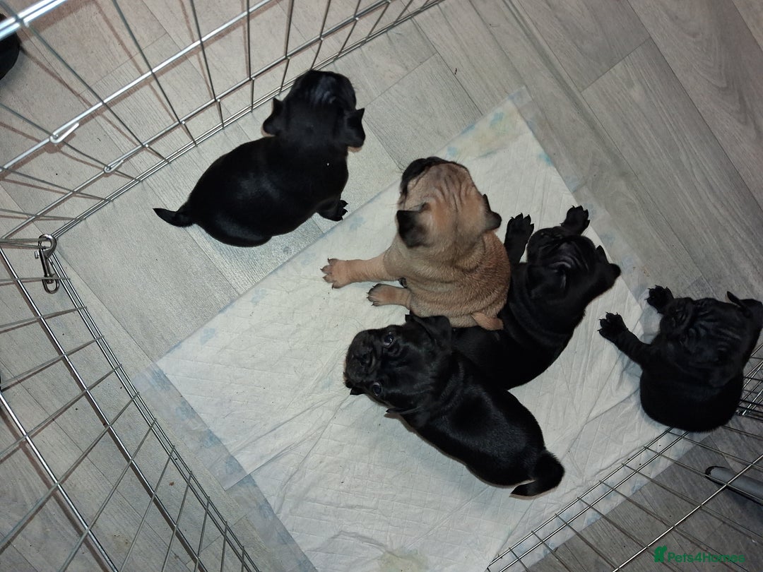 Pug dogs for sale: 5 adorable pug puppies for sale  - Advert 15