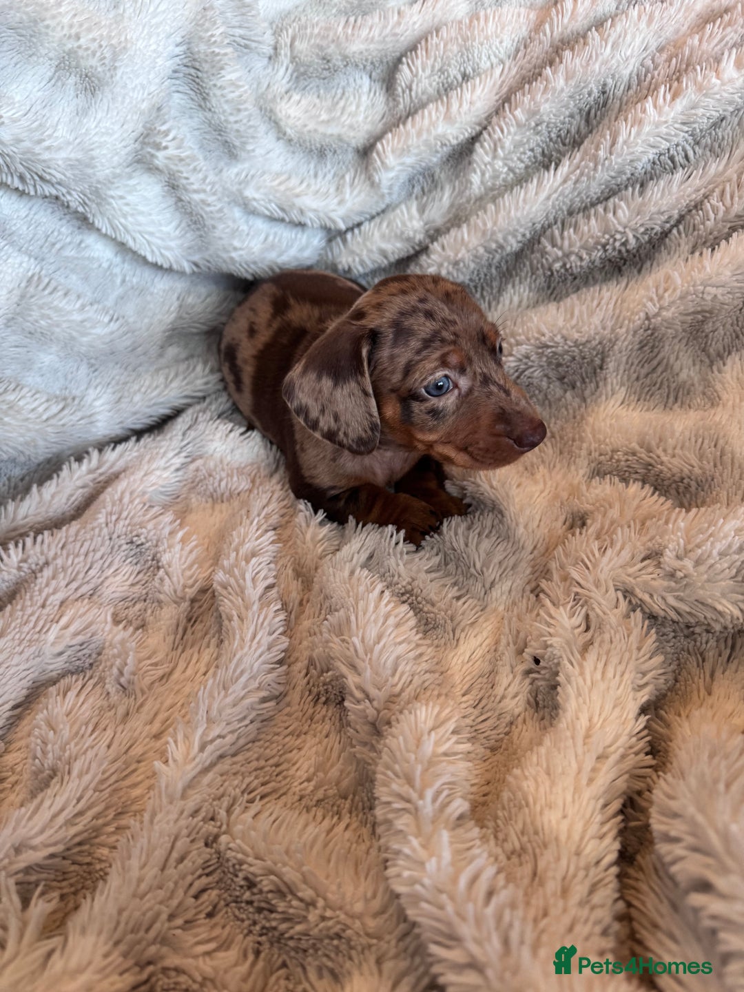Dachshund dogs for sale: Dachshund Miniature  - Image 21