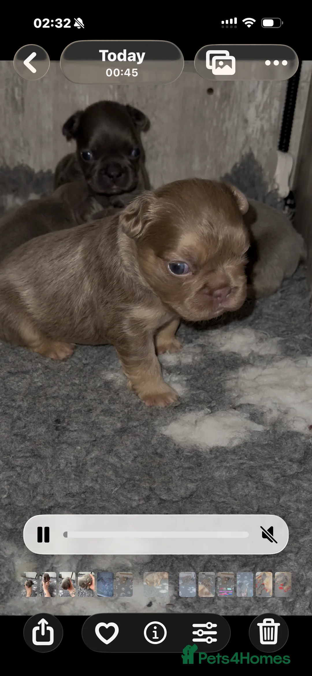 French Bulldog dogs for sale: ⭐️Gorgeous French Bulldog Puppies⭐️ - Advert 2