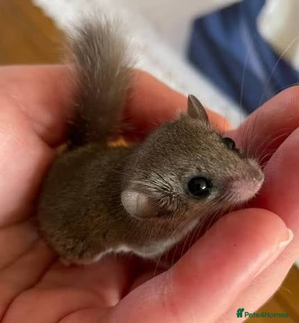 Mouse rodents Micro squirrels (African pigmy door mouse)  - Advert 20