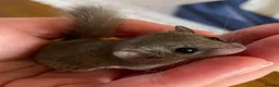 Mouse rodents for sale: Micro squirrels (African pigmy door mouse)  - Advert 3