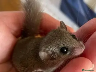 Mouse rodents Micro squirrels (African pigmy door mouse) - Advert 2