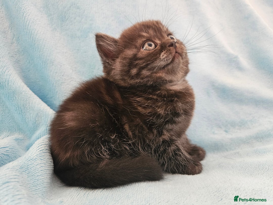 Scottish Fold cats for sale: Adorable Scottish fold Straight Ears Kittens  - Image 28