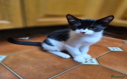 Mixed Breed cats for sale: Five Charming Kittens - Image 14