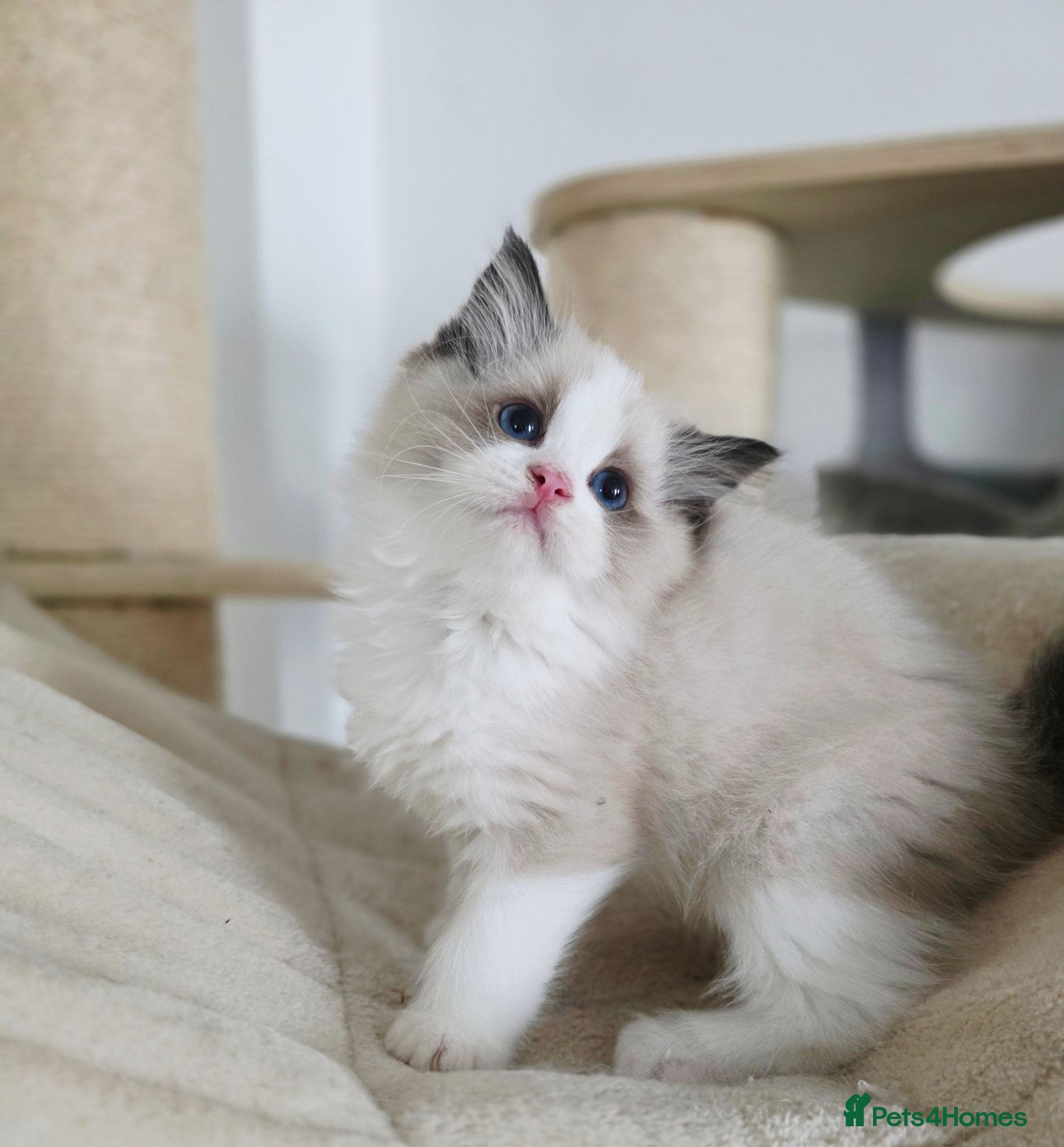 Ragdoll cats 2 European babies. Champion lines. Tica registered - Advert 1