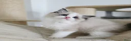 Ragdoll cats for sale: 3 European babies. Champion lines. Tica registered - Advert 1