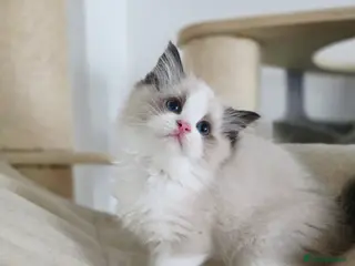 Ragdoll cats 2 European babies. Champion lines. Tica registered - Advert 1