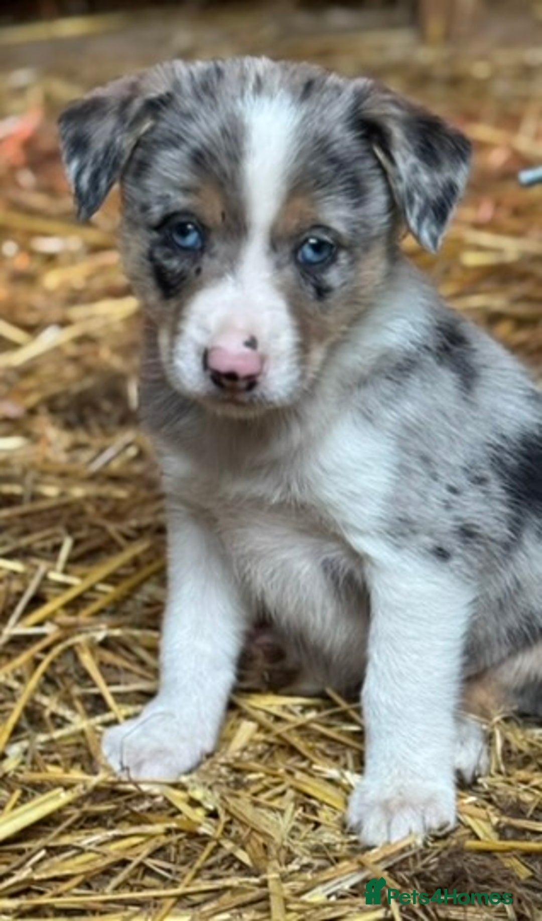 Border Collie dogs for sale: Gorgeous Collie Pups Mum ISDS Reg by Derwen Doug - Advert 12