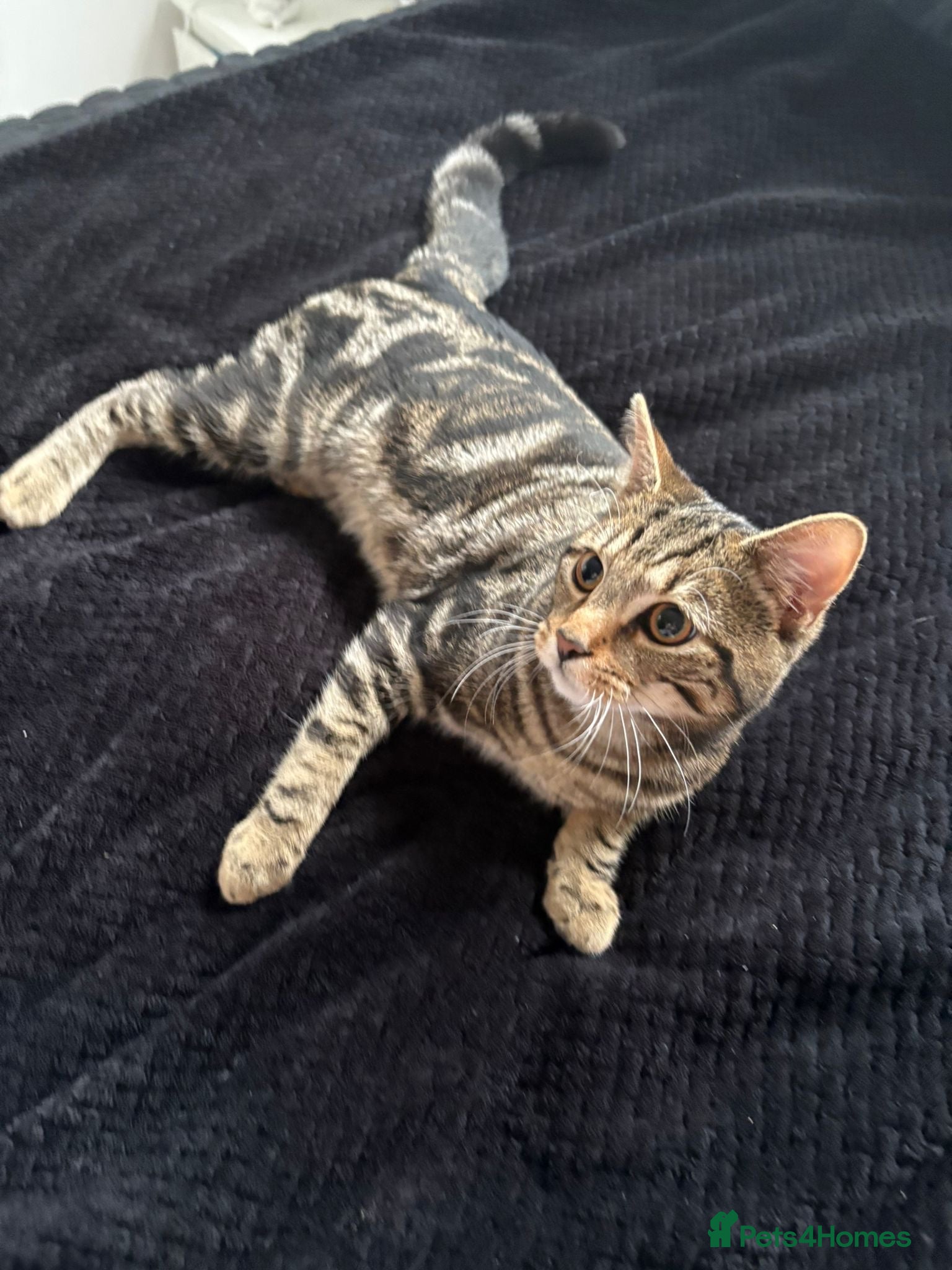 Mixed Breed cats Tabby male 6 month old kitten - Advert 6
