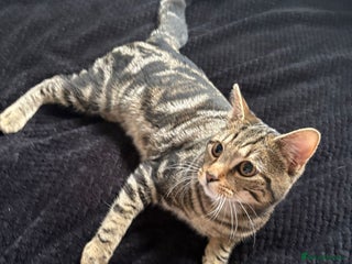 Mixed Breed cats Tabby male 6 month old kitten - Advert 1
