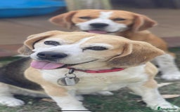 Beagle dogs for sale: Purebred Beagle Puppies - Image 4