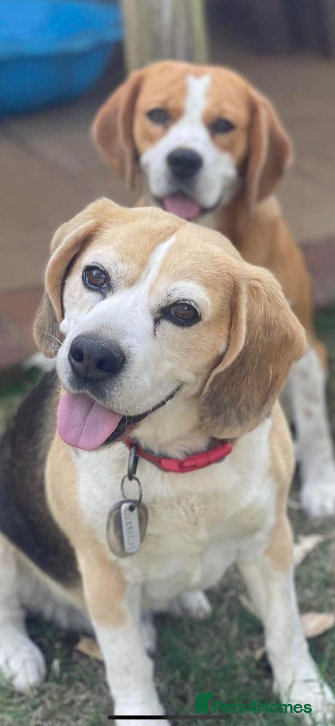 Beagle dogs for sale: Purebred Beagle Puppies - Image 4