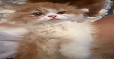 Persian cats - Advert 5