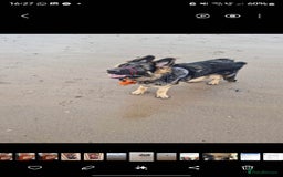 German Longhaired Pointer dogs for sale: German Shepherd Rehoming  - Image 2