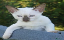 Siamese cats for sale: Siamese Kittens - Image 4