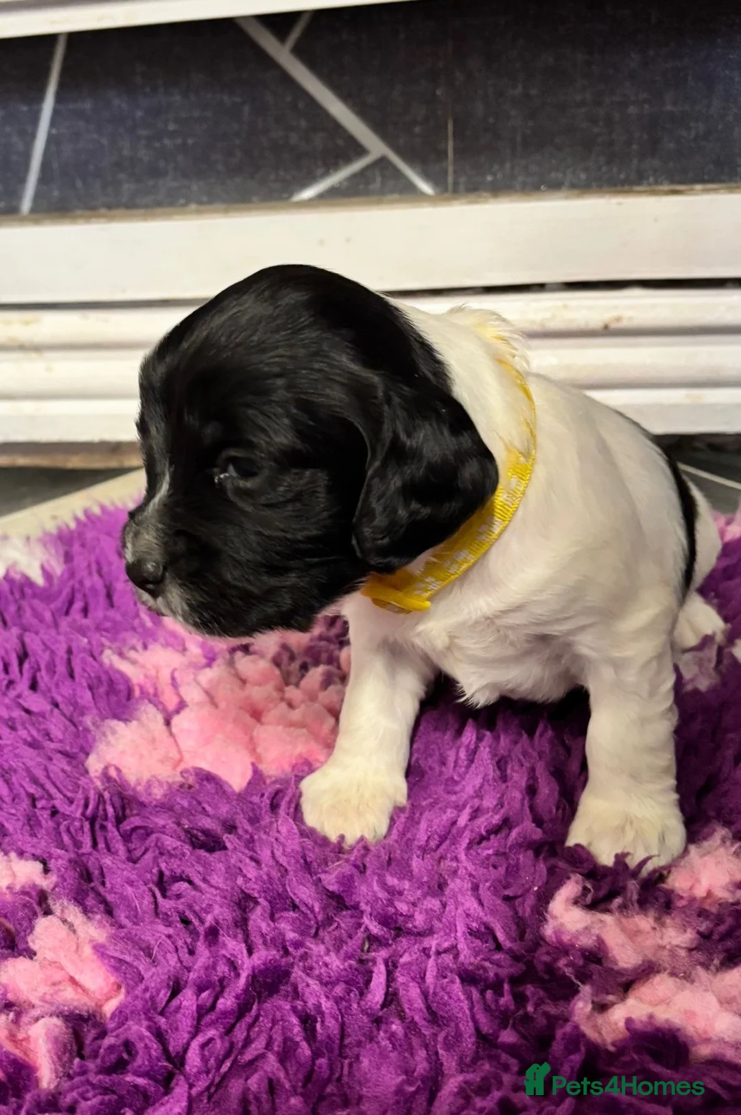 Sprocker dogs for sale: Adorable sprocker pups - Advert 3