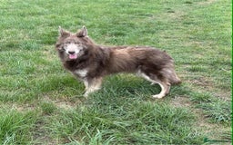 German Shepherd dogs for sale: Very rare Isabella German Shepherd pups - Image 7