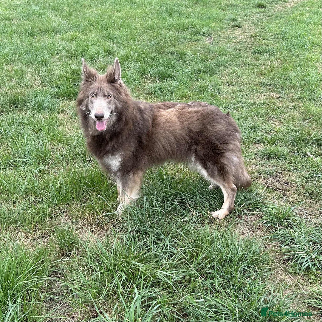 German Shepherd dogs for sale: Very rare Isabella German Shepherd pups - Image 7