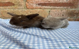 Mini Lop rabbits for sale: Beautiful Pure Bred minilops  - Image 8