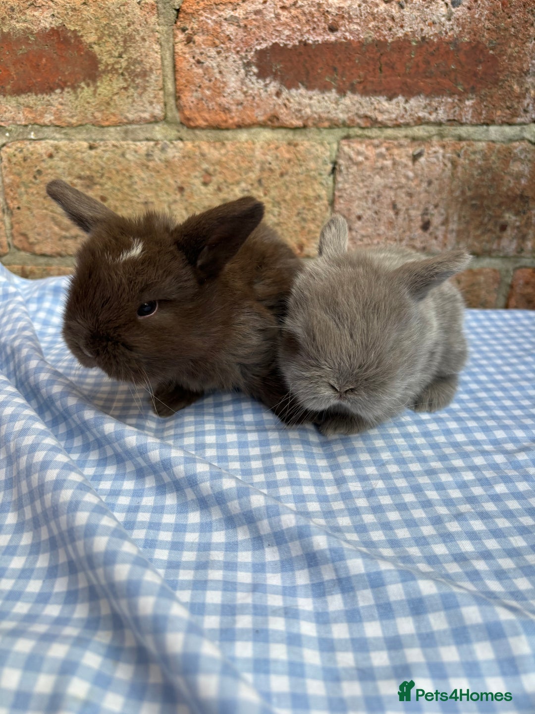 Mini Lop rabbits for sale: Beautiful Pure Bred minilops  - Image 8