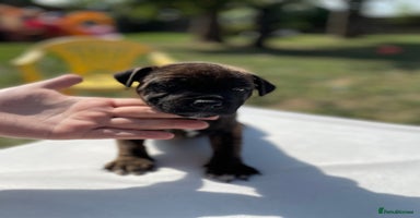 Staffordshire Bull Terrier dogs - Advert 12
