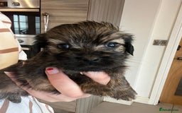 Mixed Breed dogs for sale: Chihuahua cross terrier puppies  - Image 15