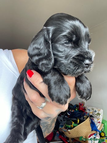 Cockapoo dogs - Advert 8